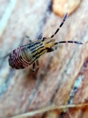 Belonochilus numenius