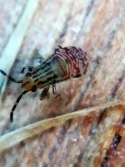 Belonochilus numenius