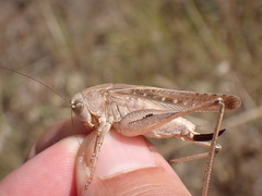 Platycleis intermedia