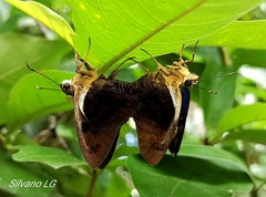 Telegonus catemacoensis