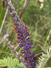 Amorpha canescens