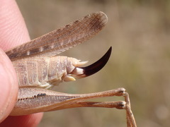 Platycleis intermedia