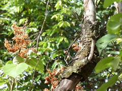 Dombeya ledermannii