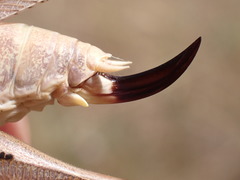 Platycleis intermedia