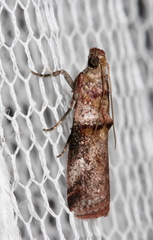 Conobathra hemichlaena