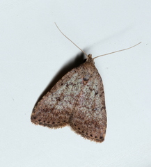 Tolpiodes oligolasia