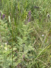 Amorpha canescens