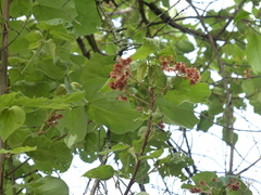 Dombeya ledermannii