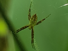 Argiope