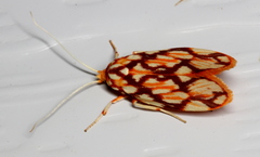 Lactura panopsia