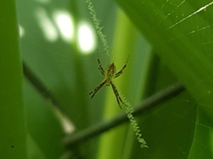Argiope