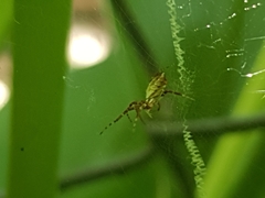 Argiope