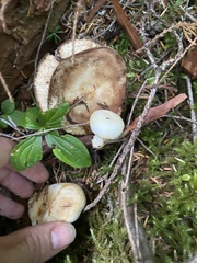 Russula crassotunicata