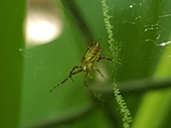 Argiope