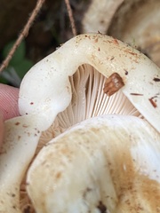 Russula crassotunicata