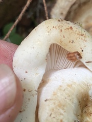 Russula crassotunicata