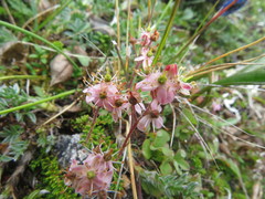 Bryanthus gmelinii