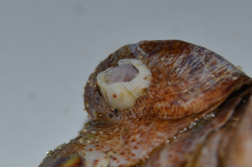Amphibalanus venustus