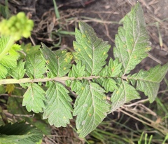 Quasipucciniastrum ochraceum