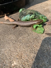 Plestiodon obsoletus