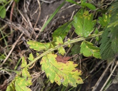 Quasipucciniastrum ochraceum