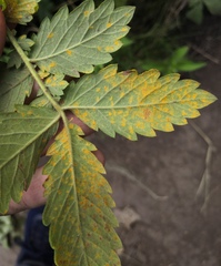 Quasipucciniastrum ochraceum