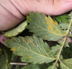 Quasipucciniastrum ochraceum