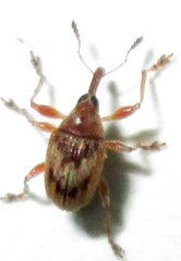 Nanophyinae