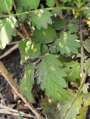 Quasipucciniastrum ochraceum