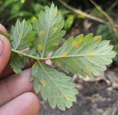 Quasipucciniastrum ochraceum