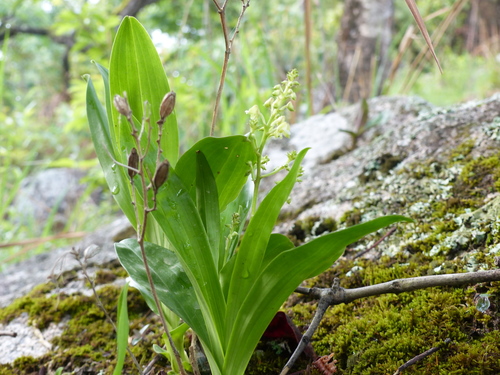 Odorata Orchid