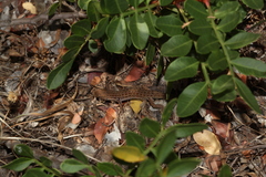 Psammodromus occidentalis