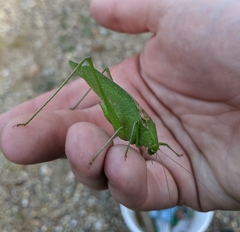 Amblycorypha oblongifolia
