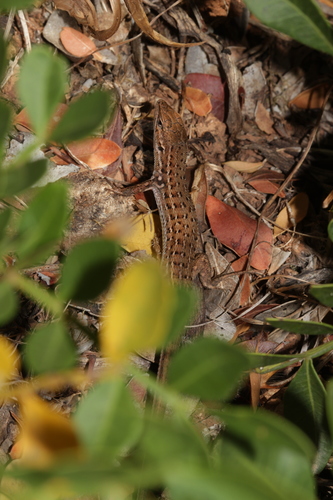 Western Psammodromus, Psammodromus occidentalis
