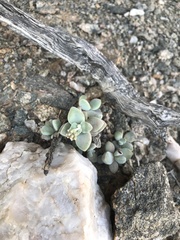 Crassula sericea sericea