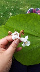 Catalpa bignonioides