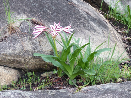 Crinum ornatum image