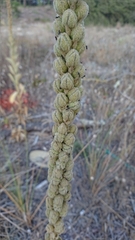 Verbascum litigiosum