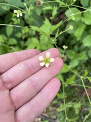 Geum × catlingii
