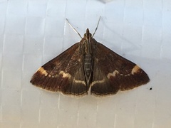 Pyrausta nicalis