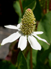 Yerba Mansa - Photo (c) James Gaither, some rights reserved (CC BY-NC-ND)