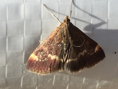 Pyrausta nicalis