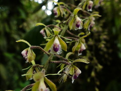 Epidendrum goodspeedianum