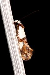 Monopis meliorella