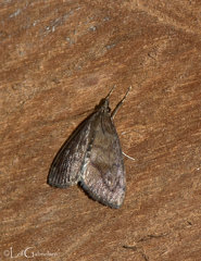 Odontiinae