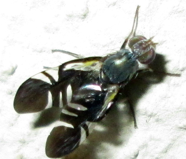 Metasphenisca
