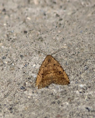 Tolpia conscitulana