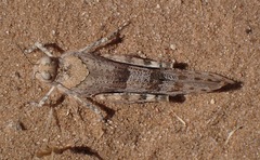 Sphingonotus caerulans