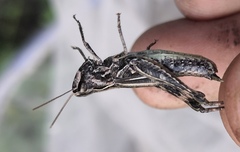 Chorthippus macrocerus