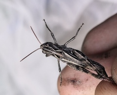 Chorthippus macrocerus